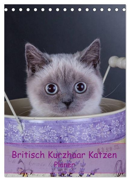 Produktbild: Britisch Kurzhaar Katzen - Planer (Tischkalender 2026 DIN A5 hoch), CALVENDO Monatskalender