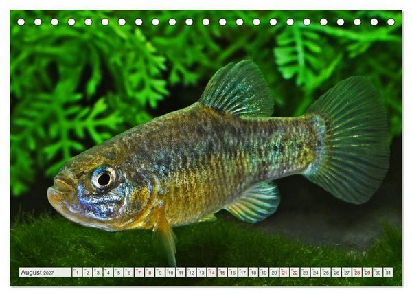 Produktbild: Outdoor-Aquaristik (Tischkalender 2027 DIN A5 quer), CALVENDO Monatskalender