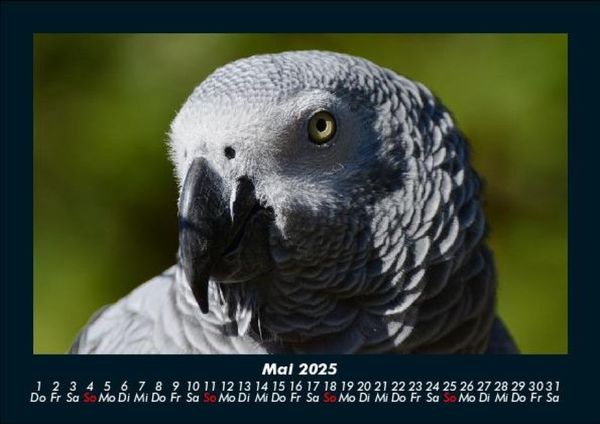 Produktbild: V&ouml;gel 2025 Fotokalender DIN A5