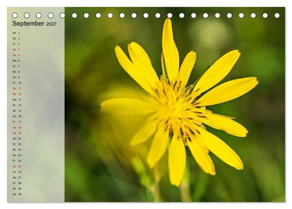 Produktbild: Sommerliche Bl&uuml;tenpoesie (Tischkalender 2027 DIN A5 quer), CALVENDO Monatskalender