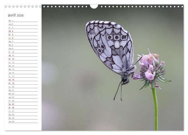 Produktbild: Dans le jardin des papillons (Calendrier mural 2026 DIN A3 vertical), CALVENDO calendrier mensuel