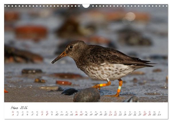 Produktbild: Vogelwelt Helgoland - von Ostfriesenfotografie (Wandkalender 2026 DIN A3 quer), CALVENDO Monatskalender