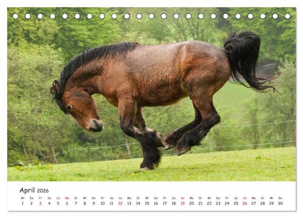 Produktbild: Kaltblut - schwere Pferde mit Herz (Tischkalender 2026 DIN A5 quer), CALVENDO Monatskalender