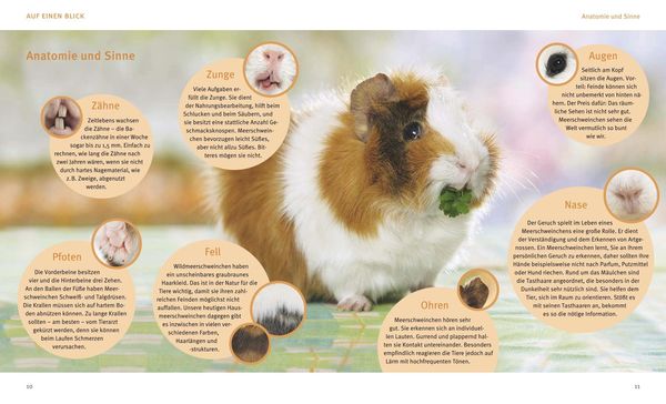 Produktbild: Meerschweinchen