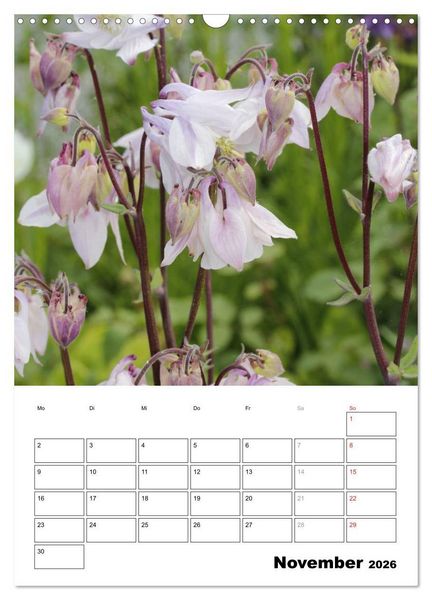 Produktbild: Zauberhafte Akeleien (Wandkalender 2026 DIN A3 hoch), CALVENDO Monatskalender