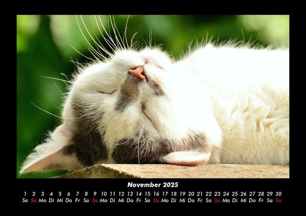 Produktbild: F&uuml;r Katzenfreunde 2025 Fotokalender DIN A3