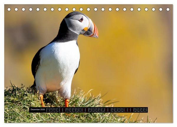 Produktbild: V&ouml;gel auf Island (Tischkalender 2026 DIN A5 quer), CALVENDO Monatskalender