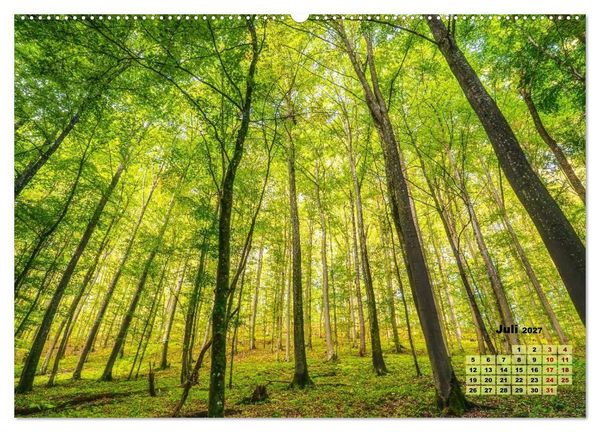 Produktbild: Waldspazierg&auml;nge: Entspannen - Kraft tanken - Besinnen auf sich selbst (Wandkalender 2027 DIN A2 quer), CALVENDO Monatskalender