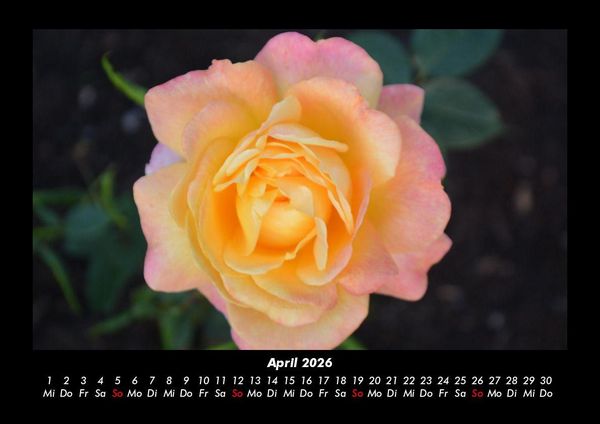 Produktbild: Rosentraum 2026 Fotokalender DIN A3