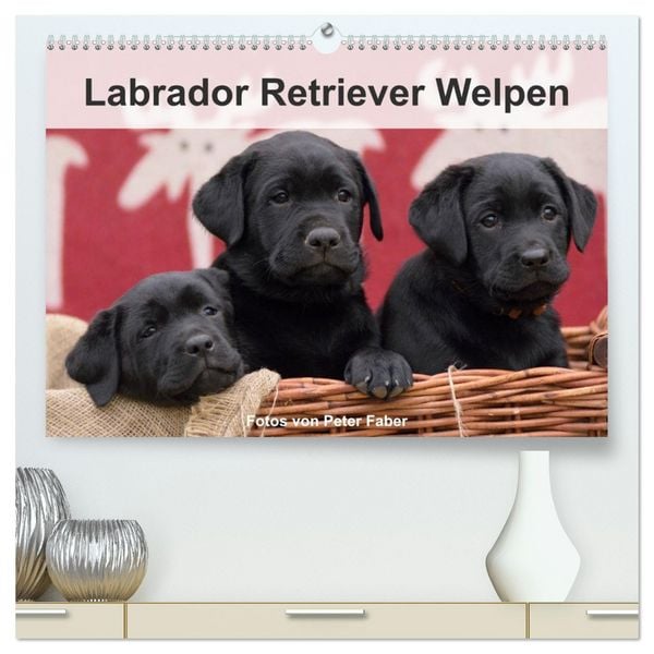 Labrador Retriever Welpen (hochwertiger Premium Wandkalender 2026 DIN A2 quer), Kunstdruck in Hochglanz