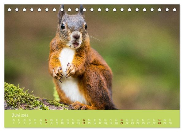 Produktbild: Eichh&ouml;rnchen - die s&uuml;&szlig;en Nussknacker (Tischkalender 2026 DIN A5 quer), CALVENDO Monatskalender