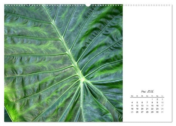Produktbild: Blattkunst (hochwertiger Premium Wandkalender 2026 DIN A2 quer), Kunstdruck in Hochglanz