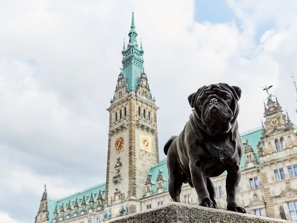 Produktbild: CALVENDO Puzzle Ein Motiv aus dem Kalender Hamburg - Stadt der M&ouml;pse | 1000 Teile Lege-Gr&ouml;&szlig;e 64x48cm Foto-Puzzle f&uuml;r gl&uuml;ckliche Stunden