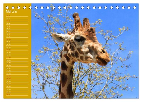 Produktbild: Giraffen / Geburtstagskalender (Tischkalender 2026 DIN A5 quer), CALVENDO Monatskalender