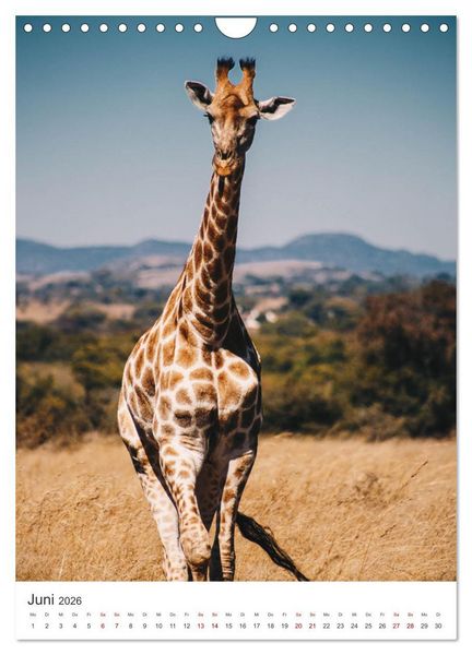 Produktbild: Giraffe - Bemerkenswerte Tiere. (Wandkalender 2026 DIN A4 hoch), CALVENDO Monatskalender