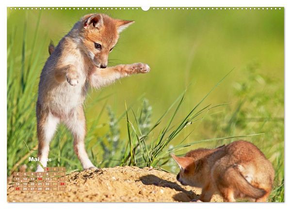 Produktbild: Der Fuchs: Kluger J&auml;ger (Wandkalender 2026 DIN A2 quer), CALVENDO Monatskalender