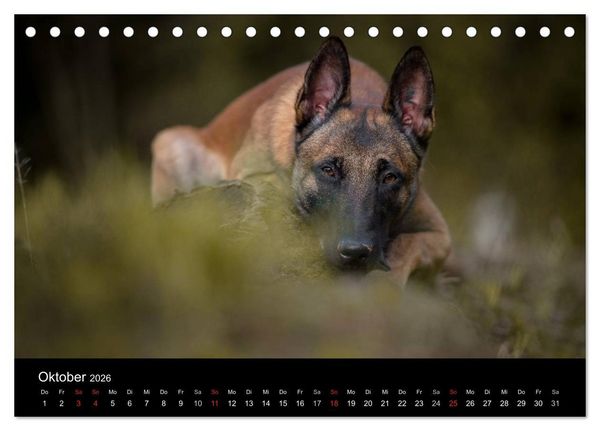 Produktbild: Belgischer Sch&auml;ferhund - Der Malinois (Tischkalender 2026 DIN A5 quer), CALVENDO Monatskalender