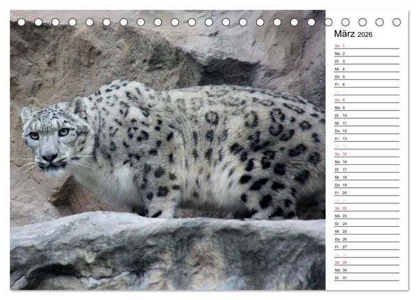 Produktbild: Der Schneeleopard (Tischkalender 2026 DIN A5 quer), CALVENDO Monatskalender