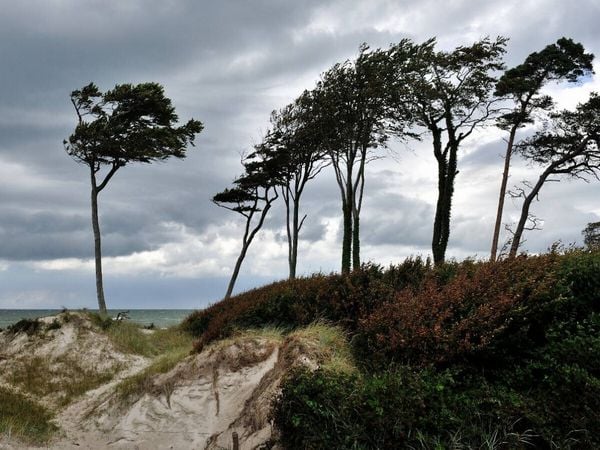 CALVENDO Puzzle Windflüchter beugen sich quer über den Sand | 500 Teile Lege-Größe 48 × 36 cm Foto-Puzzle für Erwachsene
