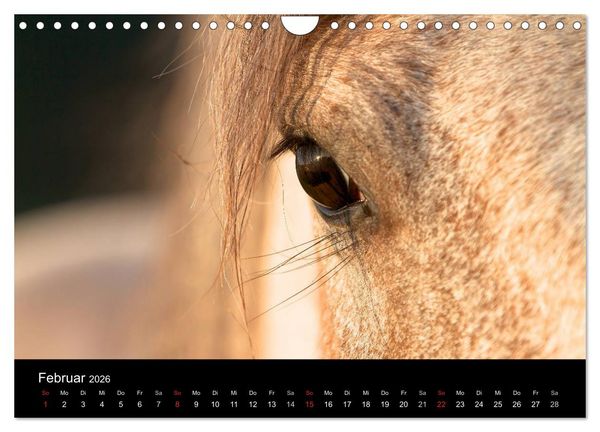 Produktbild: Wilde Pferde (Wandkalender 2026 DIN A4 quer), CALVENDO Monatskalender
