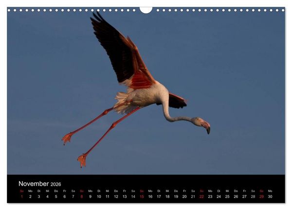 Produktbild: Flamingos der Camargue 2026 (Wandkalender 2026 DIN A3 quer), CALVENDO Monatskalender