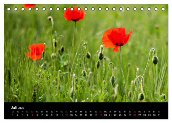 Produktbild: Bl&uuml;tenzauber 2026 (Tischkalender 2026 DIN A5 quer), CALVENDO Monatskalender