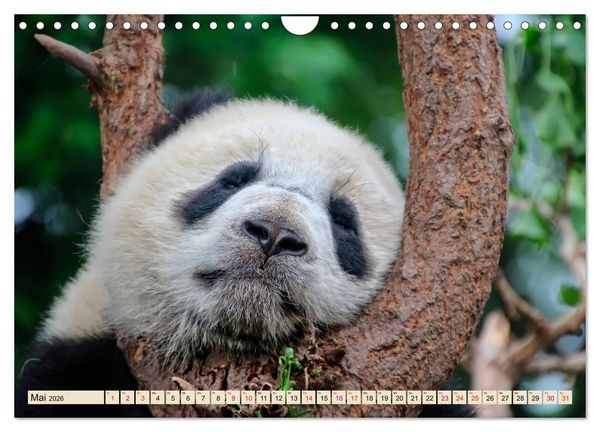 Produktbild: Niedlicher Panda (Wandkalender 2026 DIN A4 quer), CALVENDO Monatskalender