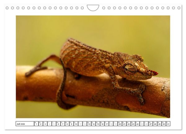 Produktbild: Tierisch tolles Madagaskar - Cham&auml;leons, Lemuren und mehr (Wandkalender 2026 DIN A4 quer), CALVENDO Monatskalender