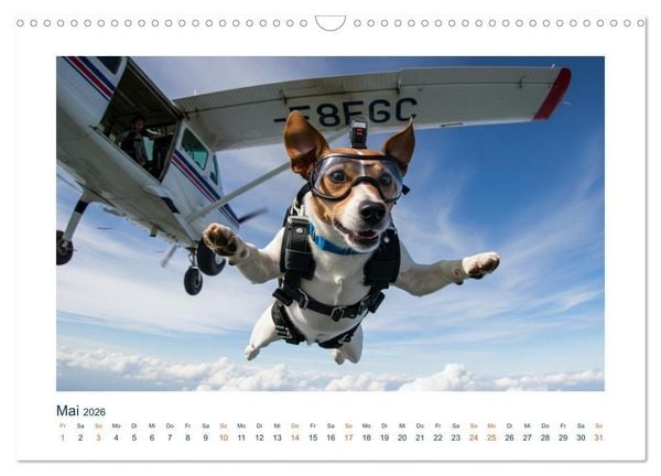 Produktbild: Jack Russel Active (Wandkalender 2026 DIN A3 quer), CALVENDO Monatskalender