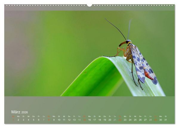 Produktbild: Falter, K&auml;fer und Co.faszinierend, doch extrem gef&auml;hrdet (Wandkalender 2026 DIN A2 quer), CALVENDO Monatskalender