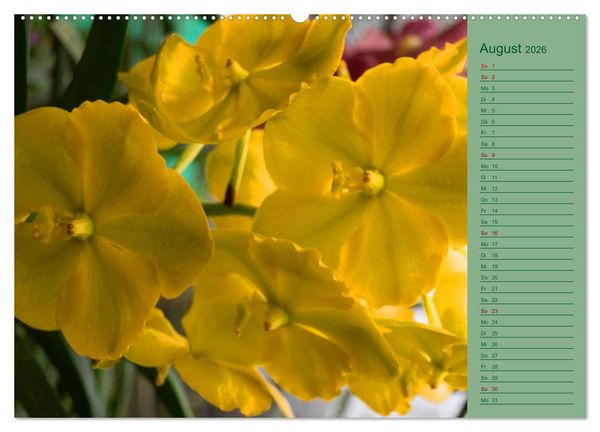 Produktbild: Farbzauber Natur Orchideen - CH Version (Wandkalender 2026 DIN A2 quer), CALVENDO Monatskalender