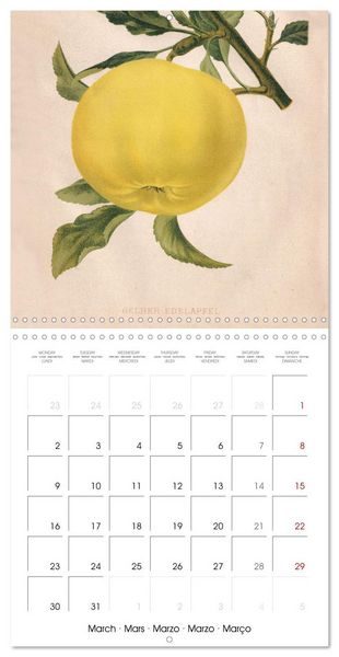 Produktbild: Art & Pomology - Apples 2026 (Wall Calendar 2026 12 &times; 12 Inch) CALVENDO 12 Month Wall Calendar