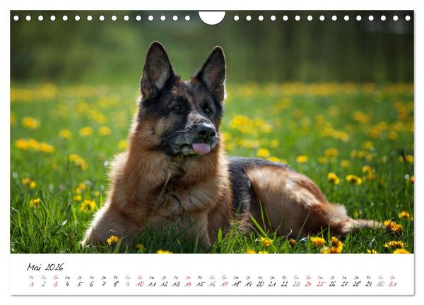 Produktbild: Deutsche Sch&auml;ferhunde - Traumhunde (Wandkalender 2026 DIN A4 quer), CALVENDO Monatskalender
