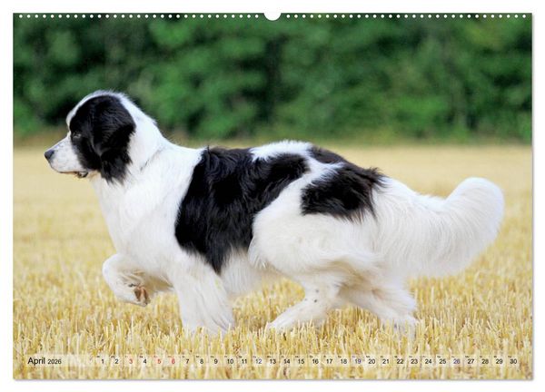 Produktbild: Landseer - Das Wasser ist ihr Element (Wandkalender 2026 DIN A2 quer), CALVENDO Monatskalender