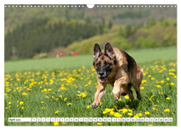 Produktbild: Deutscher Sch&auml;ferhund - Der beste Freund des Menschen (Wandkalender 2026 DIN A3 quer), CALVENDO Monatskalender