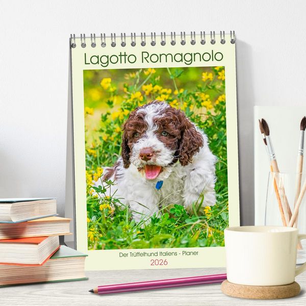 Produktbild: Lagotto Romagnolo - Der Tr&uuml;ffelhund Italiens - Planer (Tischkalender 2026 DIN A5 hoch), CALVENDO Monatskalender
