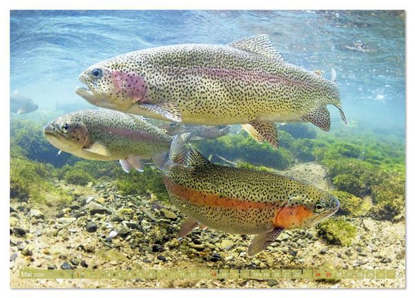 Produktbild: Forelle, Hecht und St&ouml;r: Fische in europ&auml;ischen Gew&auml;ssern (Wandkalender 2026 DIN A3 quer), CALVENDO Monatskalender