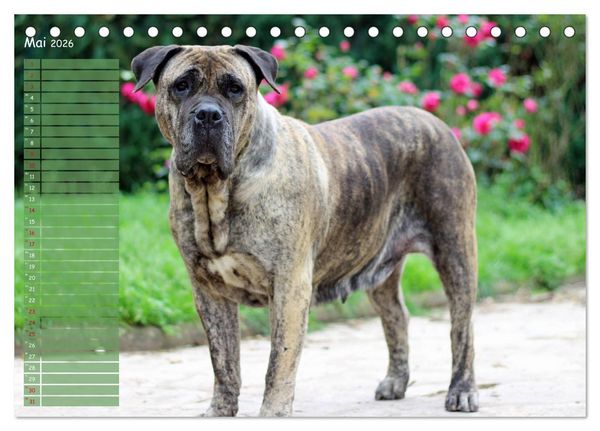 Produktbild: Dogo Canario (Tischkalender 2026 DIN A5 quer), CALVENDO Monatskalender