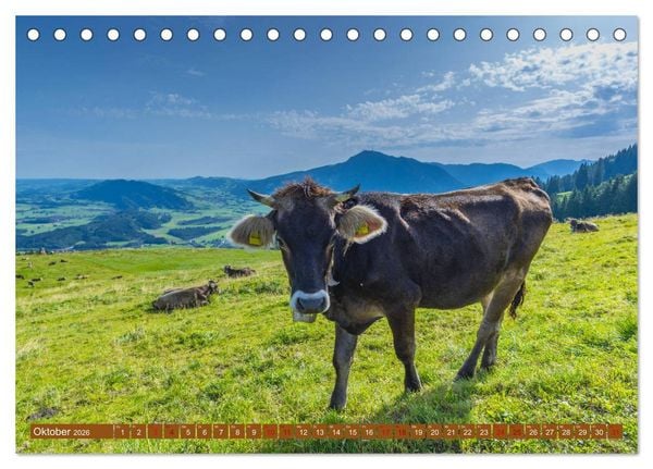 Produktbild: Allg&auml;uer Sch&ouml;nheiten Allg&auml;u - Land der K&uuml;he (Tischkalender 2026 DIN A5 quer), CALVENDO Monatskalender