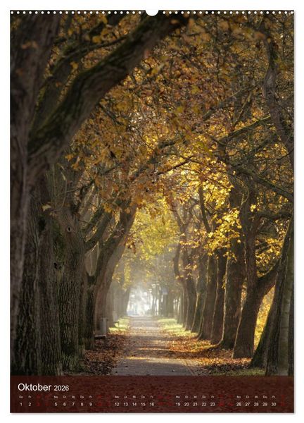 Produktbild: Klimaretter Baum (Wandkalender 2026 DIN A2 hoch), CALVENDO Monatskalender