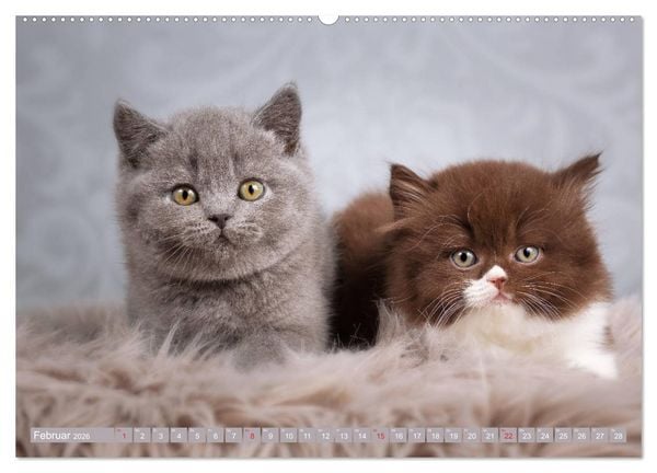Produktbild: Kleine Stubenstiger (hochwertiger Premium Wandkalender 2026 DIN A2 quer), Kunstdruck in Hochglanz