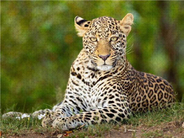 Produktbild: CALVENDO Puzzle Auf dem Boden liegender Leopard beobachtet den Betrachter | 2000 Teile Lege-Gr&ouml;&szlig;e 90x67cm Foto-Puzzle f&uuml;r gl&uuml;ckliche Stunden