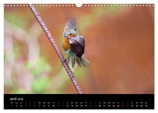 Produktbild: Mon ami le rouge-gorge (Calendrier mural 2026 DIN A3 vertical), CALVENDO calendrier mensuel