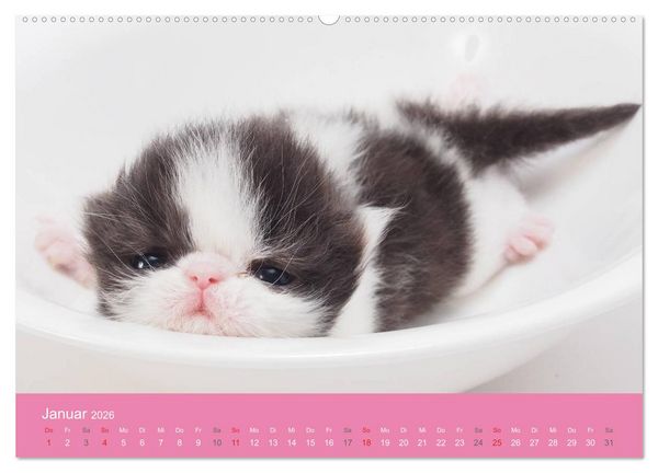 Produktbild: S&uuml;&szlig;e Tier-Babys! (hochwertiger Premium Wandkalender 2026 DIN A2 quer), Kunstdruck in Hochglanz