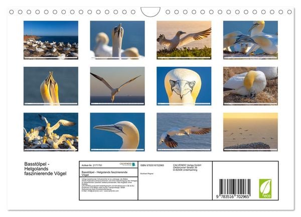 Produktbild: Basst&ouml;lpel - Helgolands faszinierende V&ouml;gel (Wandkalender 2026 DIN A4 quer), CALVENDO Monatskalender