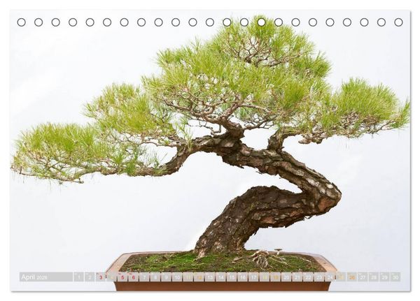 Produktbild: Gartenkunst aus Japan: Bonsai (Tischkalender 2026 DIN A5 quer), CALVENDO Monatskalender