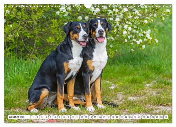 Produktbild: Schweizer Sennenhunde - die Hunde aus den Schweizer Alpen (Wandkalender 2026 DIN A3 quer), CALVENDO Monatskalender