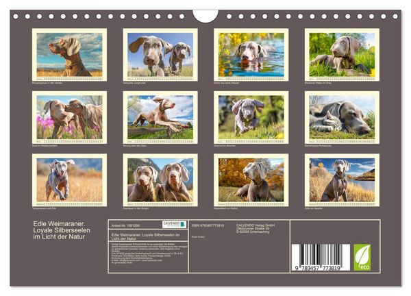 Produktbild: Edle Weimaraner. Loyale Silberseelen im Licht der Natur (Wandkalender 2026 DIN A4 quer), CALVENDO Monatskalender