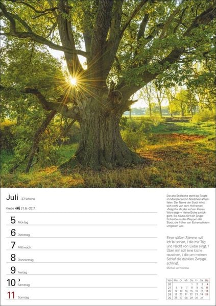 Produktbild: B&auml;ume Wochenplaner 2027 - 53 stimmungsvolle Fotografien