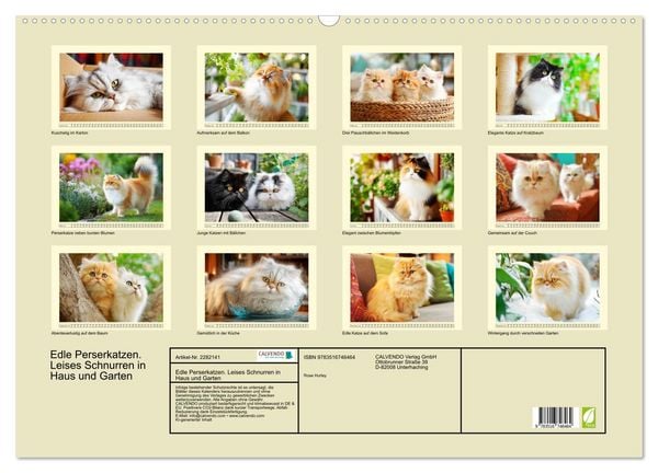 Produktbild: Edle Perserkatzen. Leises Schnurren in Haus und Garten (Wandkalender 2026 DIN A2 quer), CALVENDO Monatskalender